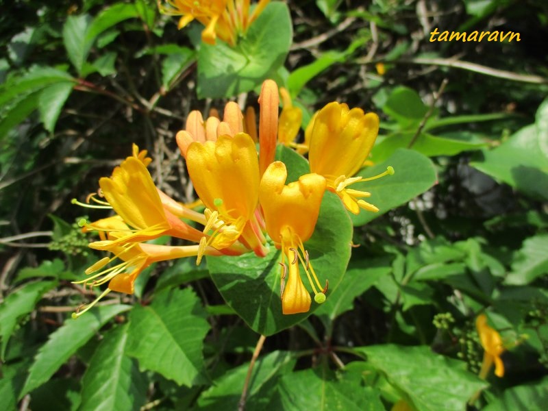 Жимолость Тельмана (Lonicera х tellmanniana)