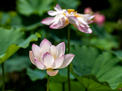 Sacred Lotus flowers: Ofuna Botanical Garden (Kamakura)