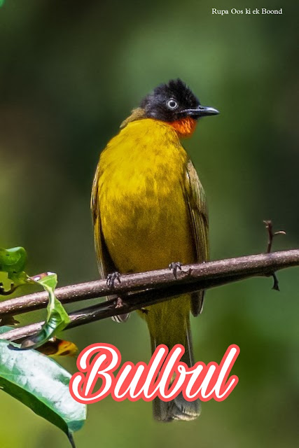 https://rupaaooskiekboond.blogspot.com/2023/06/state-bird-of-jharkhand_01693115605.html