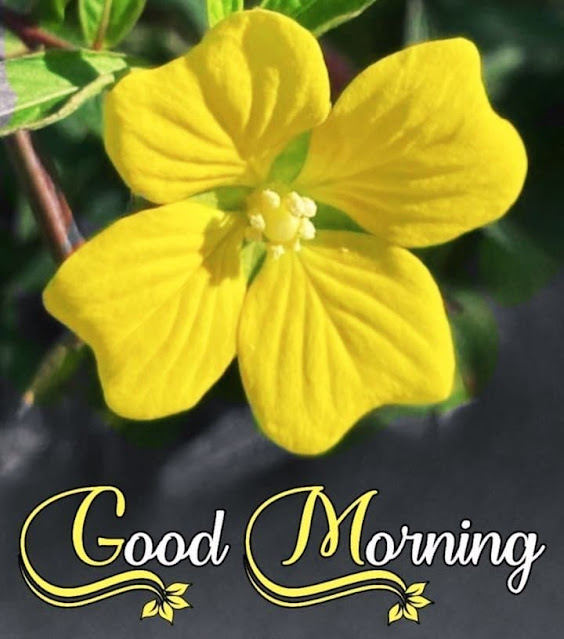 Good Morning Images HD For Canada