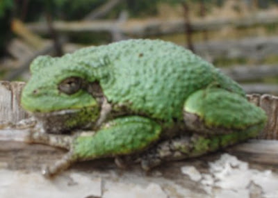 Green Frog