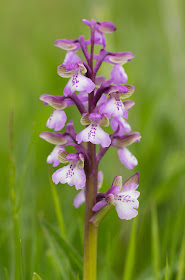 Green-winged Orchid - Muston Meadows, Leicestershire