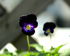 How to collect viola seeds, Viola 