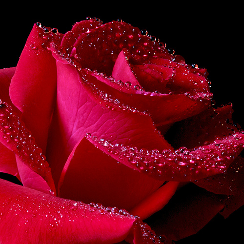 Is Red Red Rose