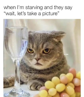Funny kitten cat memes face