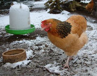 Chickens In Winter water drinking