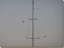 P1130329