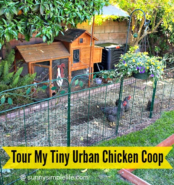 Sunny Simple Life: Tour Of My Tiny Chicken Coop