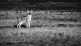 Badger Clark Jr The Coyote accompanied with photographs by Dakota Visions Photography LLC