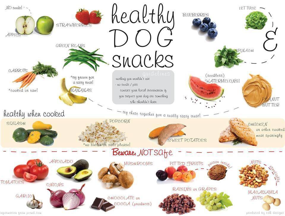 Gotta Love Dogs: Helpful Hints - Good Foods For Your Dogs!