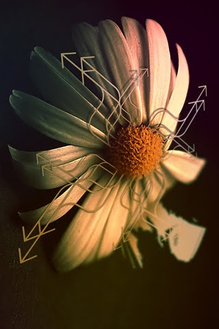 ... animated wallpapers for all iphone 4 and 320x480 pixel cell phones
