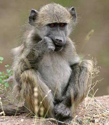 Funny Baby Baboon