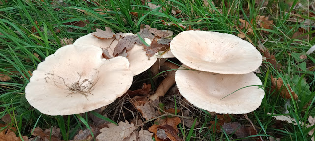 Giant Funnel Leucopaxillus giganteus, Vienne, France. Photo by Loire Valley Time Travel.