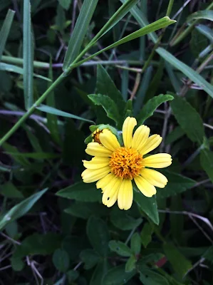 Chinese Wedelia - Sphagneticola calendulacea