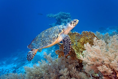 Tortuga gigante en el mar