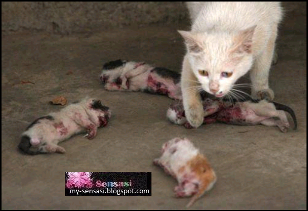 Ibu Kucing menangis melihat anak-anaknya dibunuh...Kesiann