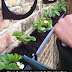 10 Creative and Easy Tips for a Successful Vegetable Garden (Video)