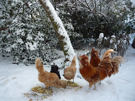 Chamois white-laced Polish hens cockerels and friend