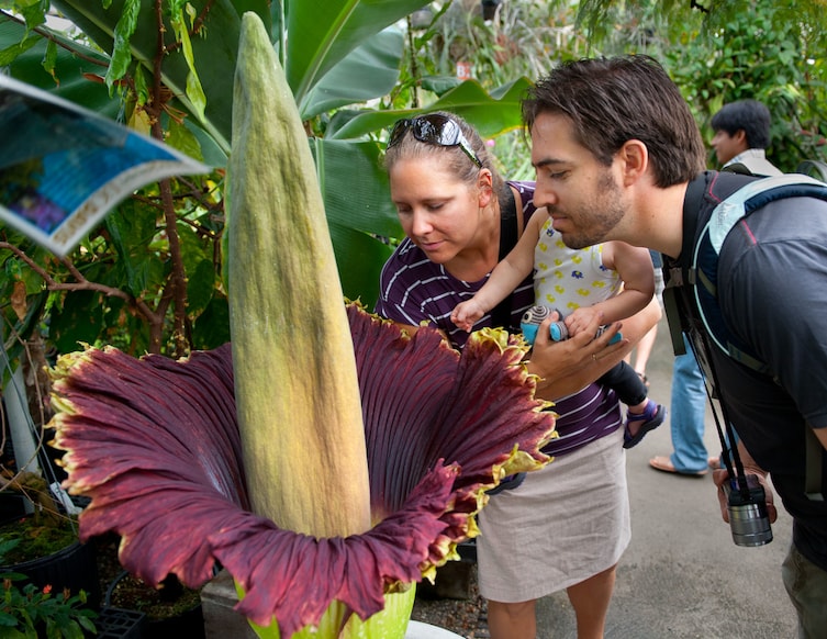 13 Pictures That Prove Mother Nature Is Messing With Us - Corpse Flower