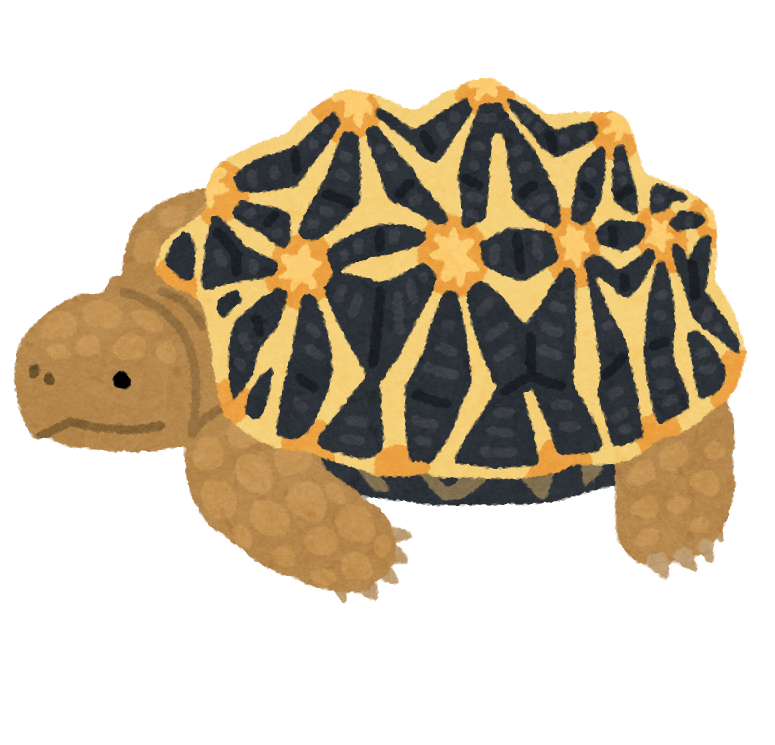インドホシガメのイラスト かわいいフリー素材集 いらすとや インドホシガメのイラスト かわいいフリー素材集 いらすとや