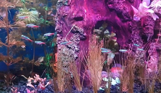 Best small aquarium fish - Neon Tetra