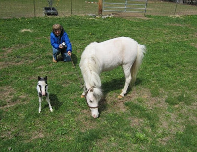 Einstein - The World's Smallest Horse Seen On www.coolpicturegallery.us