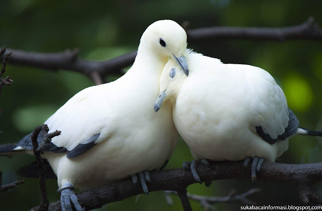 burung merpati