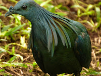 Caloenas nicobarica, The Nicobar Pigeon 