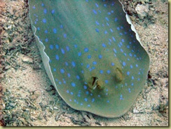 Blue Spotted Ray