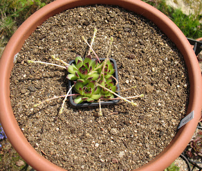 Sempervivum altum - Tall houseleek care and culture