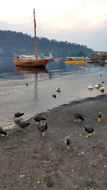 Taguas comunes en Pucón, Araucanía, Chile