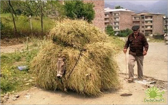 funny moment donkey life 08