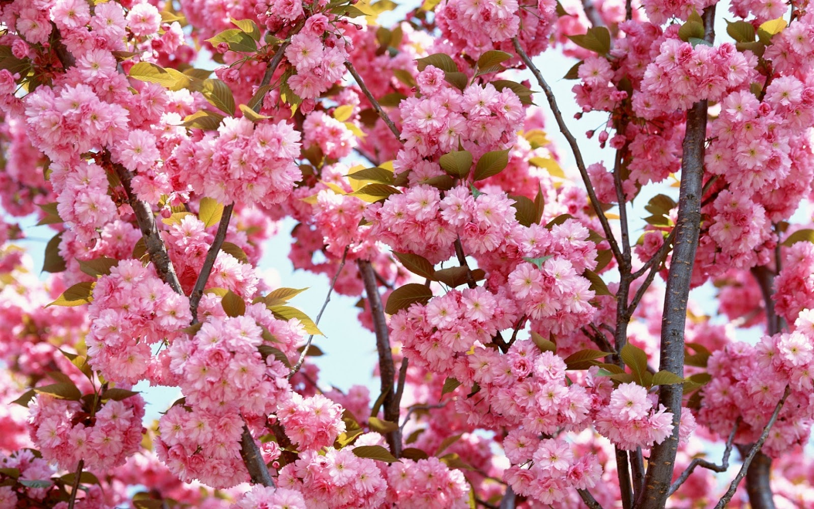 Spring Flowers Background Desktop ·①