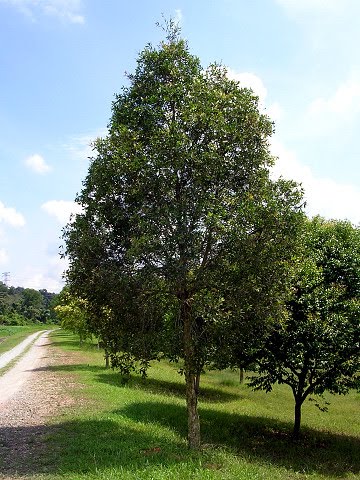 Melaleuca