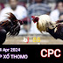 Xem Đá Gà Thomo CPC3 - 24/04/2024 – Trực Tiếp và Tổng Hợp