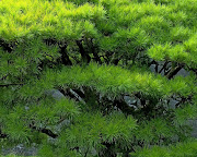 Green Nature Wallpapers 01 (green nature wallpaper free)