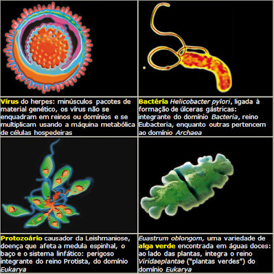 Os Microrganismos: Como São os Microrganismos?
