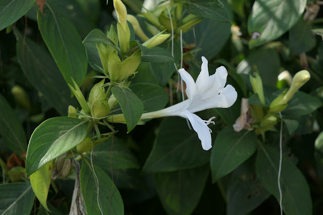 Barleria