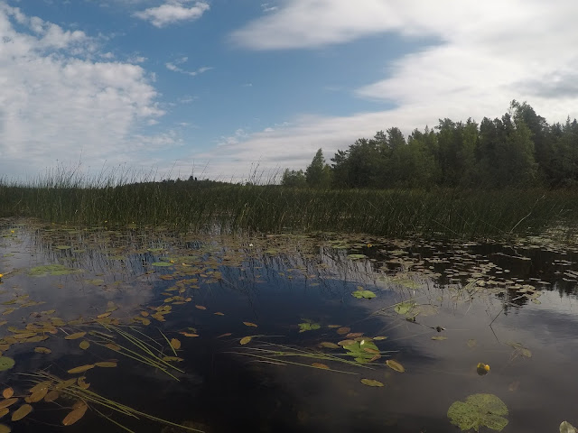 Rehevää lahtikasvillisuutta vedessä