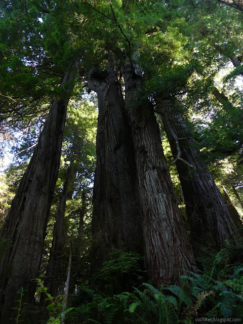 big ol' redwoods