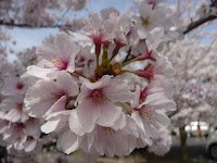 誇らしげに咲く、ソメイヨシノの桜。