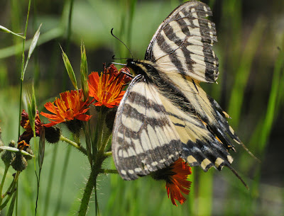 Canadian Tiger Swallowtail (Papilio canadensis)