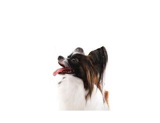 Papillons are highly adaptable dogs that can thrive in various living conditions. They do well in apartments or small homes and can adjust to different lifestyles.