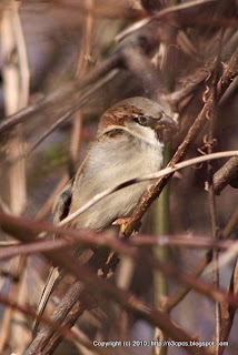 House Sparrows, 12/02/10 Broadmoor