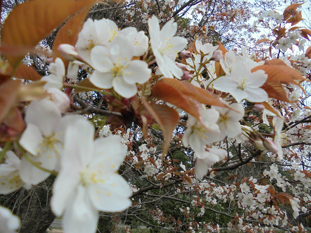 山桜