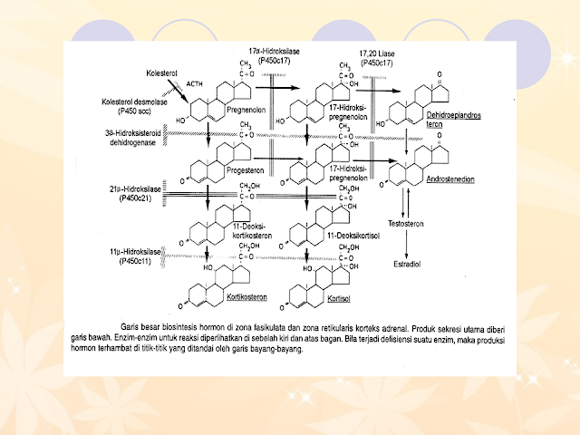 Korteks adrenal