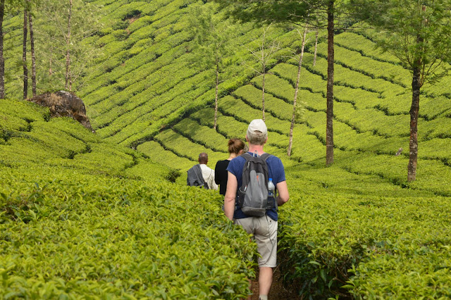 Randonnée dans les plantations de thé à Munnar