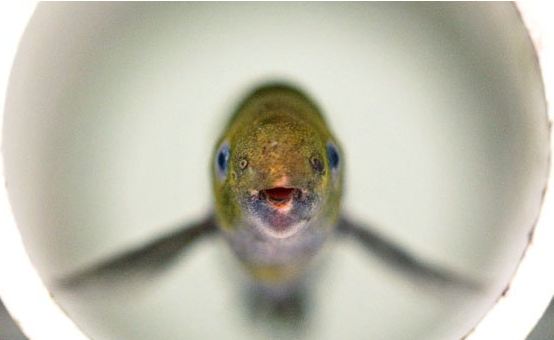 This fish talks through electricity, but like humans!