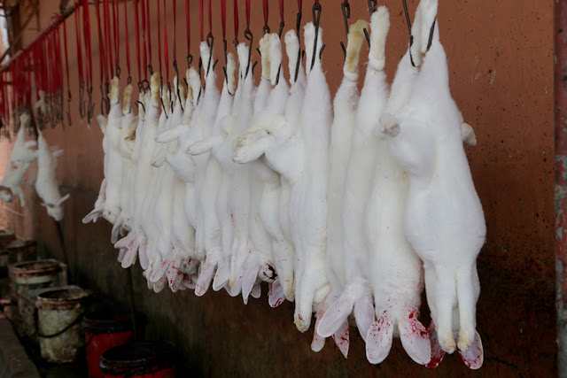 Chinese 'House of Horrors' where 10,000 rabbits are skinned EVERY DAY