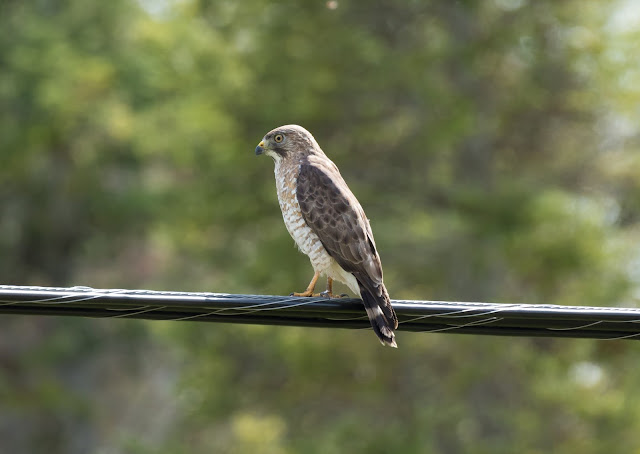 Broad-winged Hawk - Mayfield, Michigan, USA